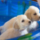 The Benefits of A Therapy Dog Program In Schools
