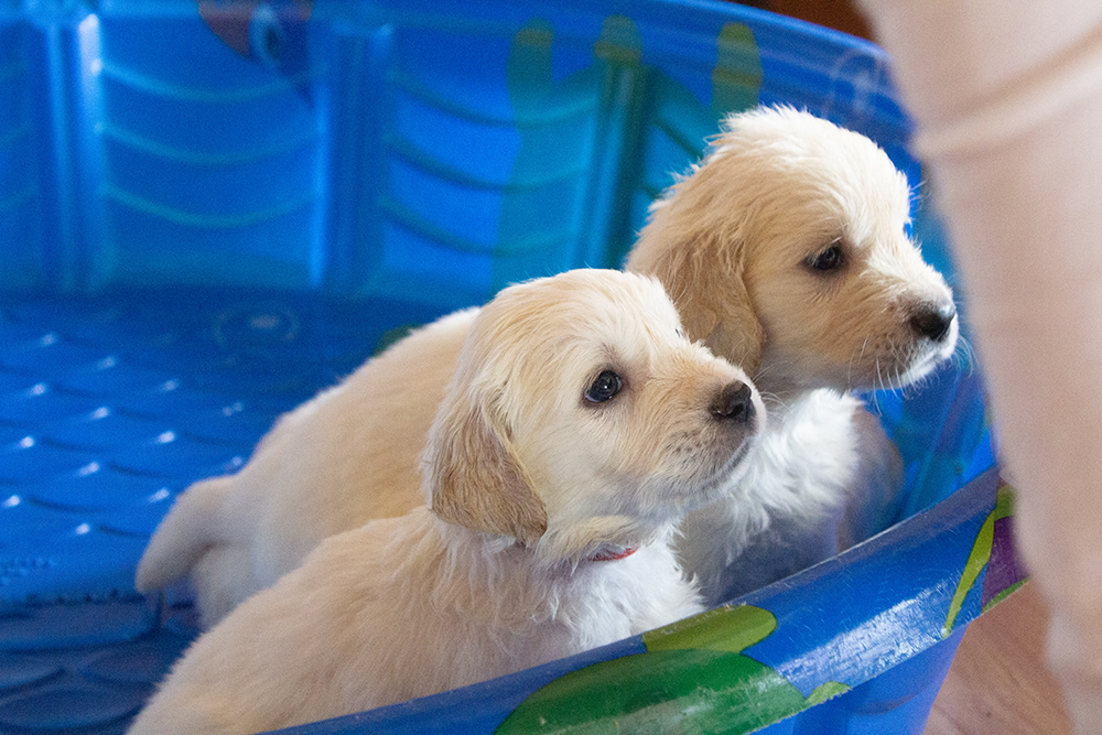 therapy dogs puppies golden retriever