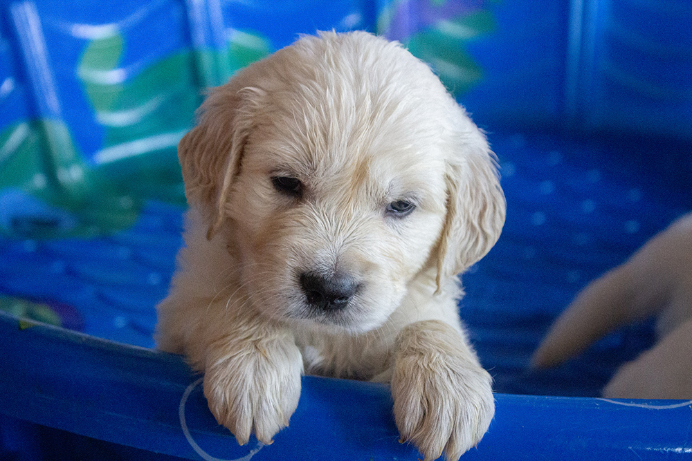 therapy puppy in training golden retriever