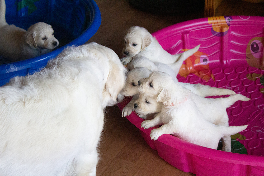 therapy puppies and mom